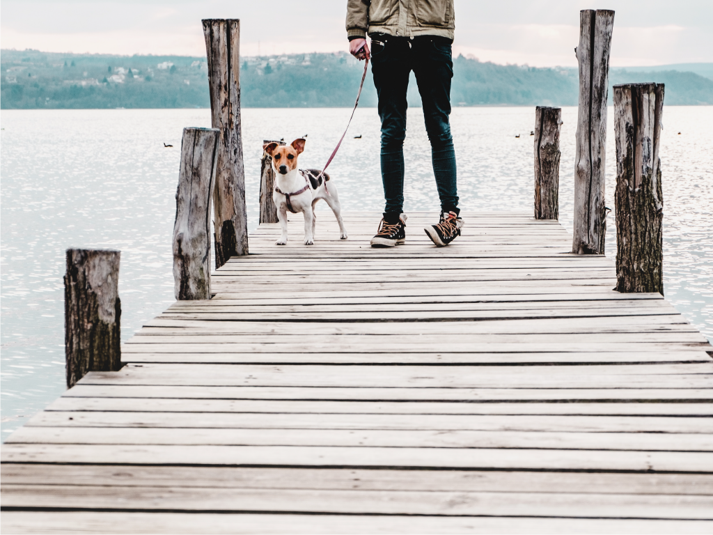 A dog and its owner stand on a dock by the water